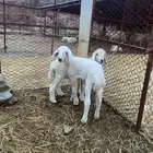بهم تربيه نظيف