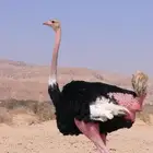 مطلوب نعام افريقي