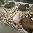 عفريت الماء اكسلوتل axolotl