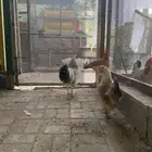 دجاج بياض