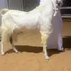تيس فحل شرط القريع