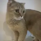 قطه سكوتش انثى نادره