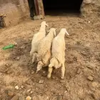 حريات