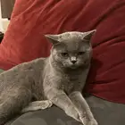 قط لتبني