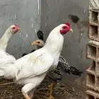 ديك فاخر