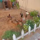 دجاج للبيع