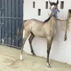 مهره مستوى فاخر