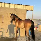 مهر واهو جمال