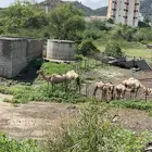 محايل عسير