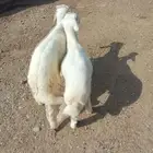 غنم صنف 2ذكور مشروع فخل