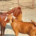 ربيعه غرب بارق
