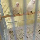 زوج روز البينو منتج