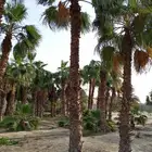 زراعة و توريد نخل واشنطني