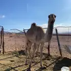 قعود سوداني