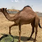 قعود عمرة 9شهور فل شحم