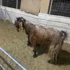 تيس