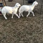 رخال صنف عمارها 3 شهور