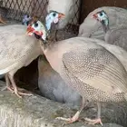 دجاج حبشي كريمي للبيع