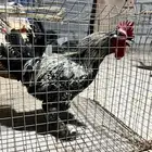 دياكه براهما امريكي