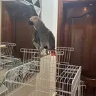 كاسكو افريقي متكلم