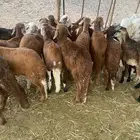 طليان سواكن