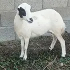 نعجه للبيع
