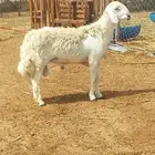 فحل ولد ترند من حلال الحريبيش