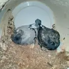 زغليل تركي كبار وصغار