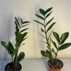 نبات داخلي الزاميا