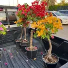 اشجار جهنميه الوان متعدده واحجام متوفر واشجار اخرى ونخل زينه