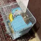 هامستر