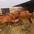 حسلان بلدي شرط طيبه سمان