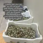 بيض سمان