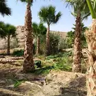 نخل واشنطني زينه أمريكي ابو مروحه