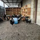 دجاج بلدي للبيع