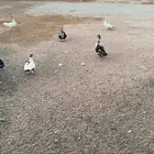 بط ( بح ) للبيع