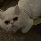 قطط بوكيس فيس