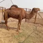 للبيع بعير أحمر