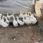 بط بكيني