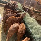 نعيمي وسواكن جدعان تربيه جمله وتفريد