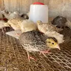 سمان