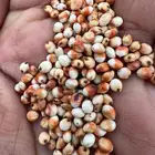 حب ذرة شاحبي (شهلا) الموقع احد المسارحة