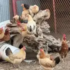 دجاج   للبيع