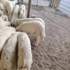 بهم حريات العدد 20