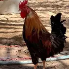 ديك ترثه اصيل تاج