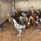 صوص دجاج عربي اصيل