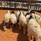 هرافا نعيم