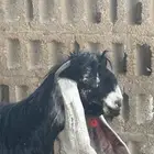 مشاء الله جفار عوارض عدد 6 صنف معرفات العمر 4 -5 شهور