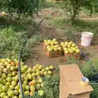 رمان بيدة حبات كبار