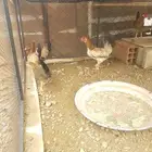دجاج عربي قديم دم صافي بني عيسى